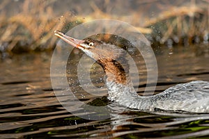 Common Merganser female closeup on Adirondack lake in St Regis Wilderness NY on a peaceful calm morning in fall