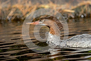 Common Merganser female closeup on Adirondack lake in St Regis Wilderness NY on a peaceful calm morning in fall