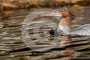 Common Merganser female closeup on Adirondack lake in St Regis Wilderness NY on a peaceful calm morning in fall