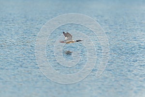 Common Merganser flying over a lake
