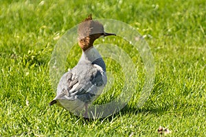 Common merganser or goosander at a lake