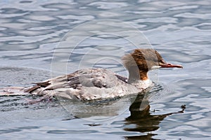 Common merganser or goosander on a lake