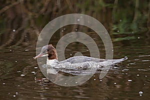 Common merganser or goosander on a lake