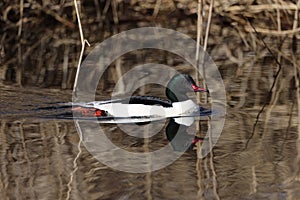 Common merganser Goosander male (Mergus merganser) Germany