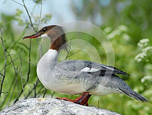 Common merganser or Goosander (Mergus merganser)