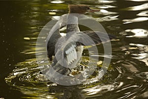 Common merganser, goosander Mergus merganser.