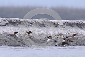 Common merganser or goosander or Mergus merganser observed in Gajoldaba in India