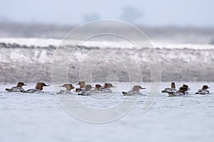 Common merganser or goosander or Mergus merganser observed in Gajoldaba in India