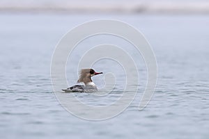 Common merganser or goosander or Mergus merganser observed in Gajoldaba in India