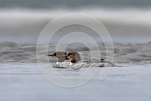 Common merganser or goosander or Mergus merganser observed in Gajoldaba in India