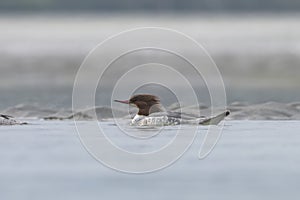 Common merganser or goosander or Mergus merganser observed in Gajoldaba in India