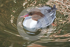 Common merganser goosander Mergus merganser seaduck portrait