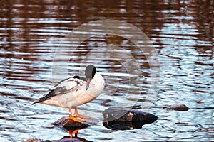 Common Merganser, Goosander, Mergus merganser sitting on a stone.