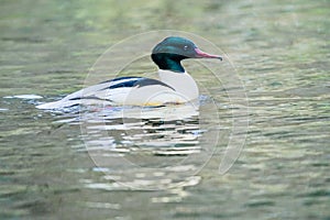 Common merganser Male Mergus merganser inside water