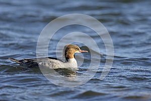 Common merganser, mergus merganser