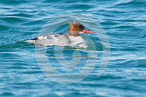 Common Merganser - Mergus merganser