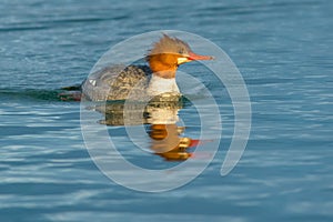 Common Merganser - Mergus merganser