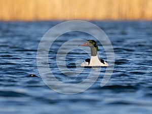 Common merganser Mergus merganser