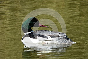 Common merganser (Mergus merganser)