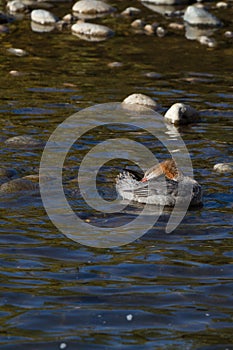 Common Merganser, Mergus merganser