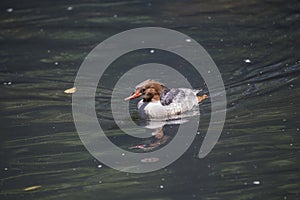 Common Merganser Mergus merganser