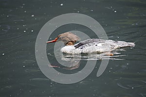 Common Merganser Mergus merganser