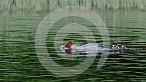 Common merganser & x28;Mergus merganser& x29; seaduck dipping her head underwater