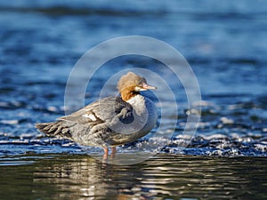 Common Merganser (Mergus merganser) Standing in Water