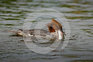 Common Merganser, Mergus merganser, water bird with catch fish, photo