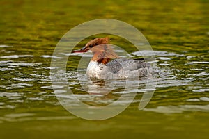 Common Merganser, Mergus merganser, water bird in water, Close-up portrait of Mallard, lake surface. Merganser, lake surface, gree