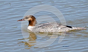 Common Merganser Or Mergus Serrator