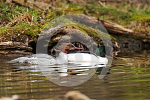 The common merganser (North American) or goosander (Eurasian) (Mergus merganser