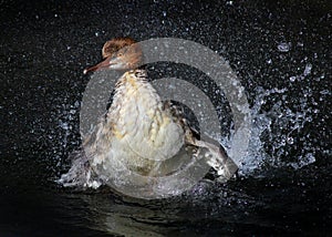 Common Merganser Splashing in the Water