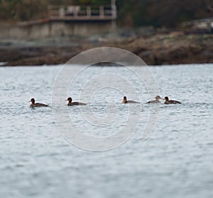 Common Merganser swimming at seaside