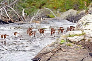 Common Mergansers swimming on a Wilderness River