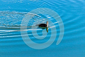 Common Merganzer frolics in the water on Vermillion Lakes. Banff National Park, Alberta, Canada