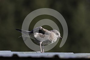 Common or Mew Gull in Alaska