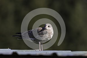 Common or Mew Gull in Alaska