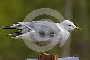 Common Mew Gull Closeup