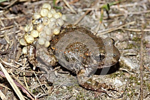 The common midwife toad (Alytes obstetricans) male with a clutch of eggs around his legs