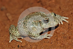 Common midwife toad (Alytes obstetricans)