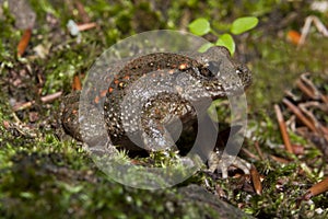 Common midwife toad Alytes obstetricans resting in profile