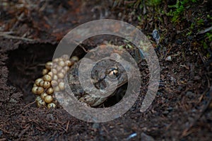 Common midwife toad in nature