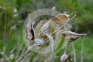 Common Milk weed (Asclepias syriaca