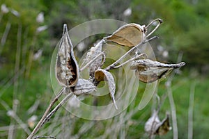 Common Milk weed (Asclepias syriaca