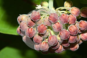 Common Milkweed