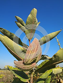 Common Milkweed