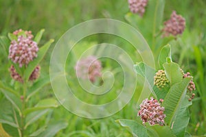 Common milkweed