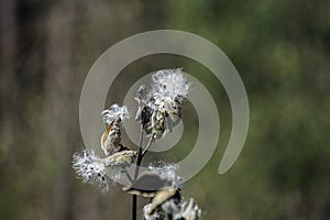 Common milkweed against bokeh background