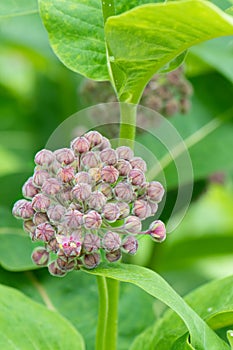 Common milkweed Asclepias syriac pink buds